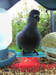 Image result for Abbeyton & Broomfield Racing Pigeons