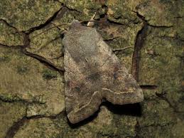 Attēlu rezultāti vaicājumam “Orthosia incerta”