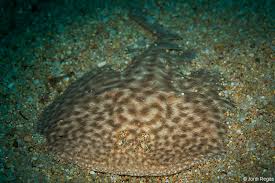 Image result for Torpedo marmorata