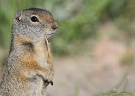 Attēlu rezultāti vaicājumam “Reticularia jurana young”