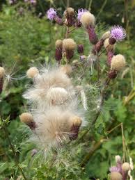 Attēlu rezultāti vaicājumam “Cirsium arvense fruit”