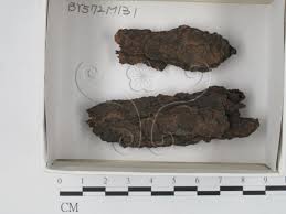 Attēlu rezultāti vaicājumam “Cribraria microcarpa”