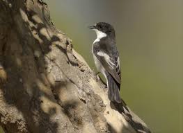 Attēlu rezultāti vaicājumam “Ficedula hypoleuca”