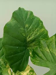 Attēlu rezultāti vaicājumam “Arenaria procera leaf”