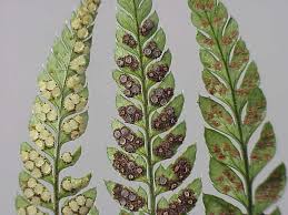 Attēlu rezultāti vaicājumam “Symphytocarpus trechisporus spores”