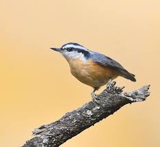 Image result for Sitta canadensis