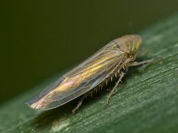 Attēlu rezultāti vaicājumam “Cicadellidae”