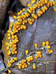 Attēlu rezultāti vaicājumam “Leocarpus fragilis macro”