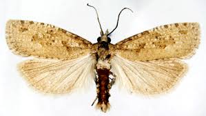 Attēlu rezultāti vaicājumam “Epiblema grandaevana”