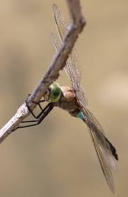 Attēlu rezultāti vaicājumam “Anax parthenope”