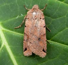 Attēlu rezultāti vaicājumam “Agrochola litura”