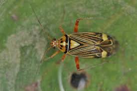 Attēlu rezultāti vaicājumam “Rhabdomiris striatellus”