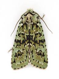 Attēlu rezultāti vaicājumam “Griposia aprilina”