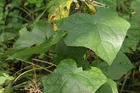 Attēlu rezultāti vaicājumam “Menispermum dauricum”