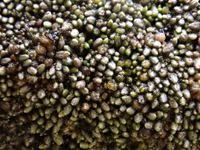 Attēlu rezultāti vaicājumam “Trilophozia quinquedentata”