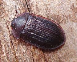 Attēlu rezultāti vaicājumam “Ostoma ferruginea”