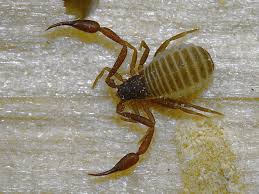 Attēlu rezultāti vaicājumam “Chelifer cancroides”