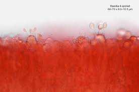 Attēlu rezultāti vaicājumam “Radulomyces confluens”