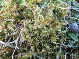 Attēlu rezultāti vaicājumam “Thuidium assimile”