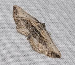 Attēlu rezultāti vaicājumam “Horisme vitalbata”