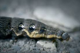 Attēlu rezultāti vaicājumam “Deilephila elpenor imago”