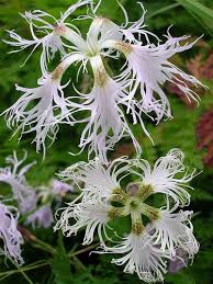 Image result for Dianthus superbus