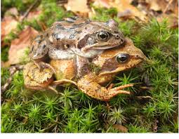 Attēlu rezultāti vaicājumam “Rana temporaria”