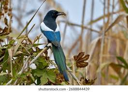 Attēlu rezultāti vaicājumam “Pica pica adult”