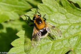 Attēlu rezultāti vaicājumam “Volucella bombylans”