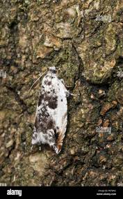 Attēlu rezultāti vaicājumam “Ancylis laetana”