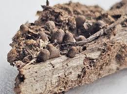 Attēlu rezultāti vaicājumam “Lycogala ustulatum macro”