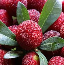 Attēlu rezultāti vaicājumam “Myrica gale fruit”