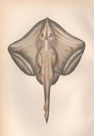 Image result for Rostroraja alba