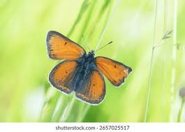 Attēlu rezultāti vaicājumam “Lycaena hippothoe underside”
