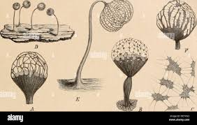 Attēlu rezultāti vaicājumam “Cribraria intricata”