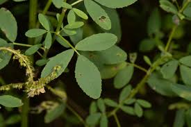 Attēlu rezultāti vaicājumam “Melilotus officinalis leaf”