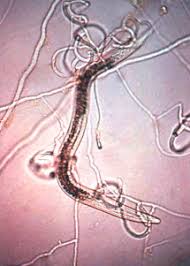 Attēlu rezultāti vaicājumam “Platyptilia sp.”