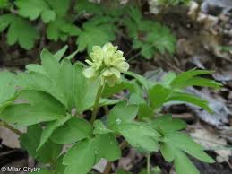 Attēlu rezultāti vaicājumam “Adoxa moschatellina”