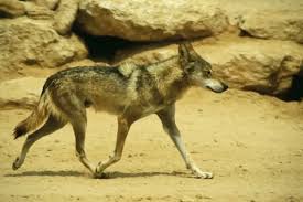 Image result for canis lupus arabs