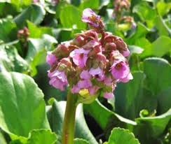 Attēlu rezultāti vaicājumam “Bergenia crassifolia”