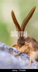 Attēlu rezultāti vaicājumam “Lasiocampa quercus imago”