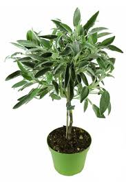 Image result for Salbei