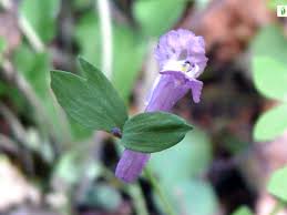 Attēlu rezultāti vaicājumam “Corydalis intermedia fruit”