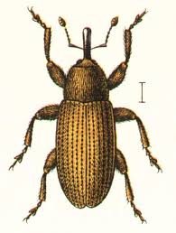 Attēlu rezultāti vaicājumam “Brachonyx pineti”