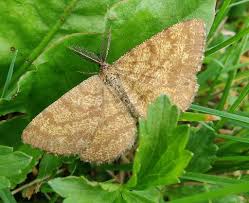 Attēlu rezultāti vaicājumam “Ematurga atomaria”