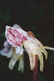 Attēlu rezultāti vaicājumam “Epipogium aphyllum”