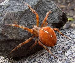 Attēlu rezultāti vaicājumam “Araneus diadematus female”