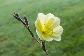 Image result for Oenothera odorata