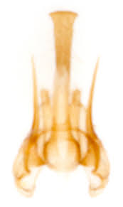 Attēlu rezultāti vaicājumam “Cribraria intricata stalked”