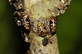 Attēlu rezultāti vaicājumam “Membracidae”